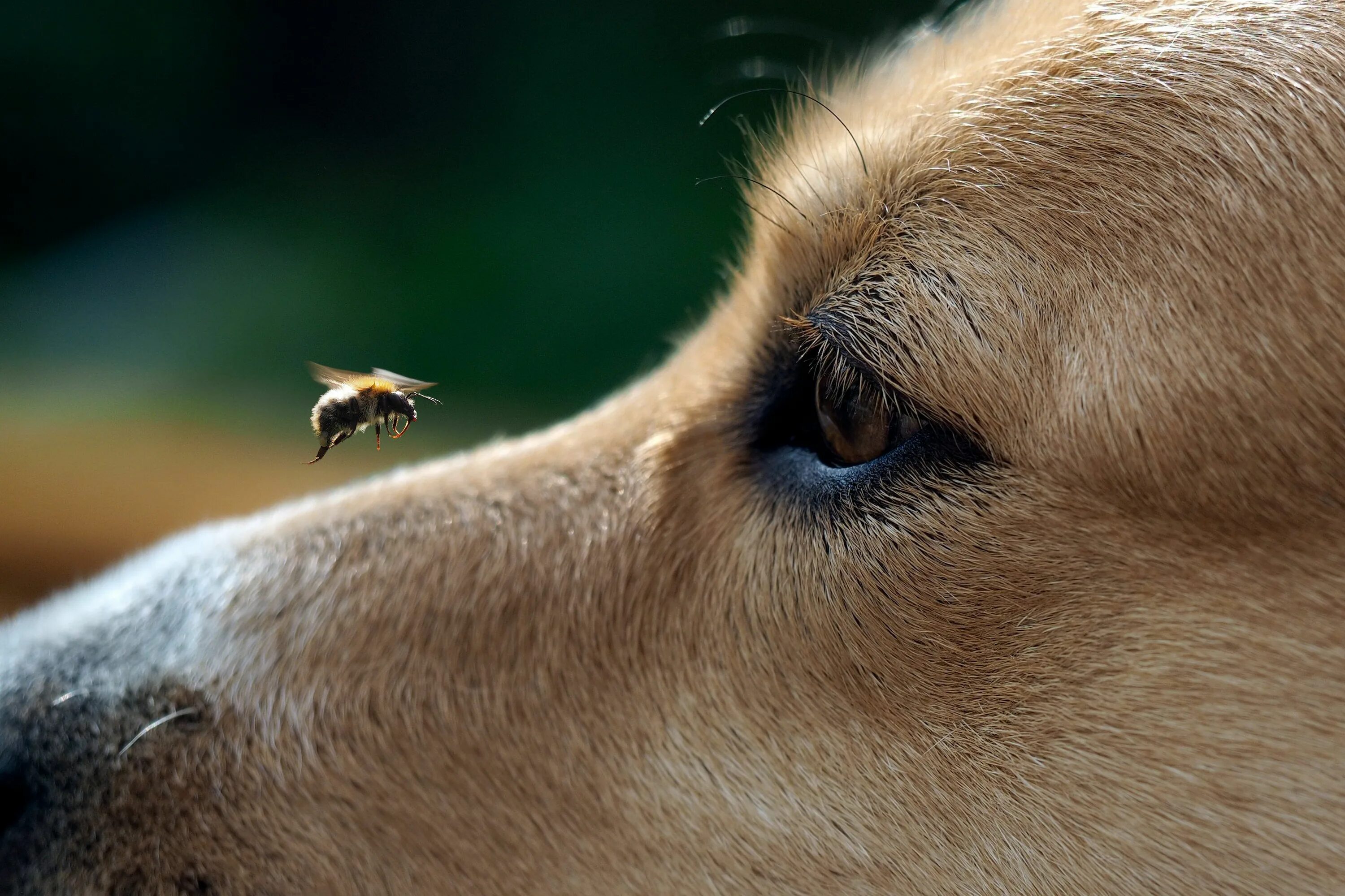 Беспокойство животных. Носы животных. Собачий нос. Собака пчела. Собака Оса.