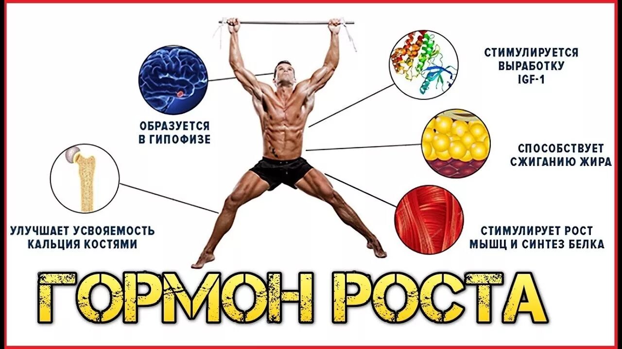 Соматотропин тестостерон. Гормон роста. Соматотропин гормон роста. Усиление выработки гормона роста. Упражнения для выработки гормона роста.