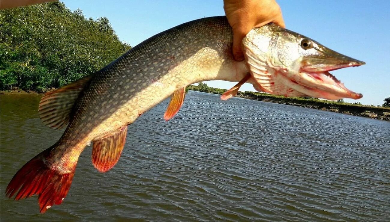 Обыкновенная щука (Esox Lucius). Щука Астрахань. Щука Астраханская. Волга Дельта Астрахань щука.