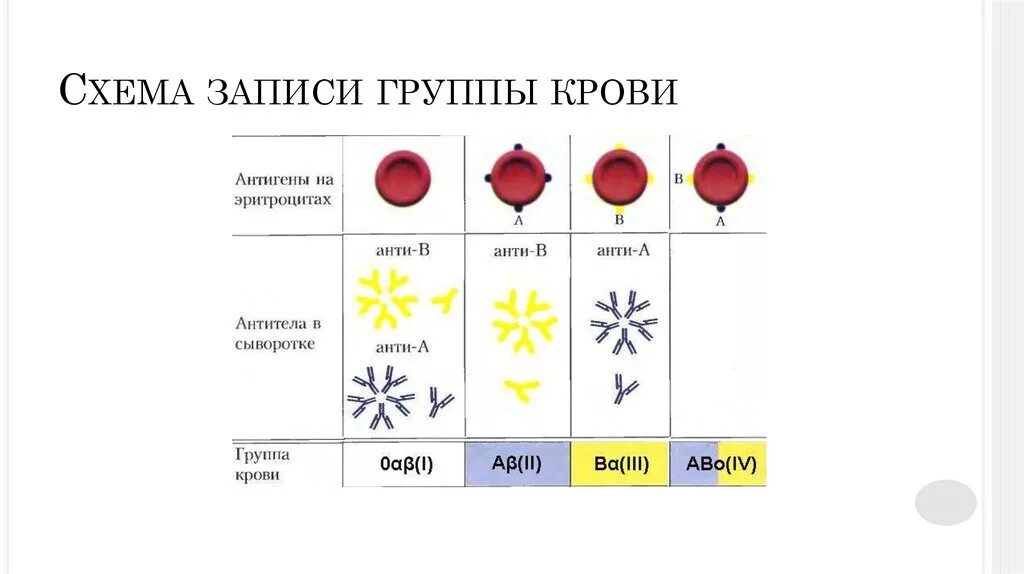 Золотая группа крови это. Антигены групп крови. Группы крови антигены эритроцитов. Антитела группы крови. Первая группа крови антигены и антитела.