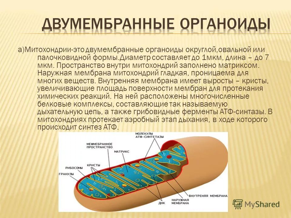 Какой этап происходит в митохондриях