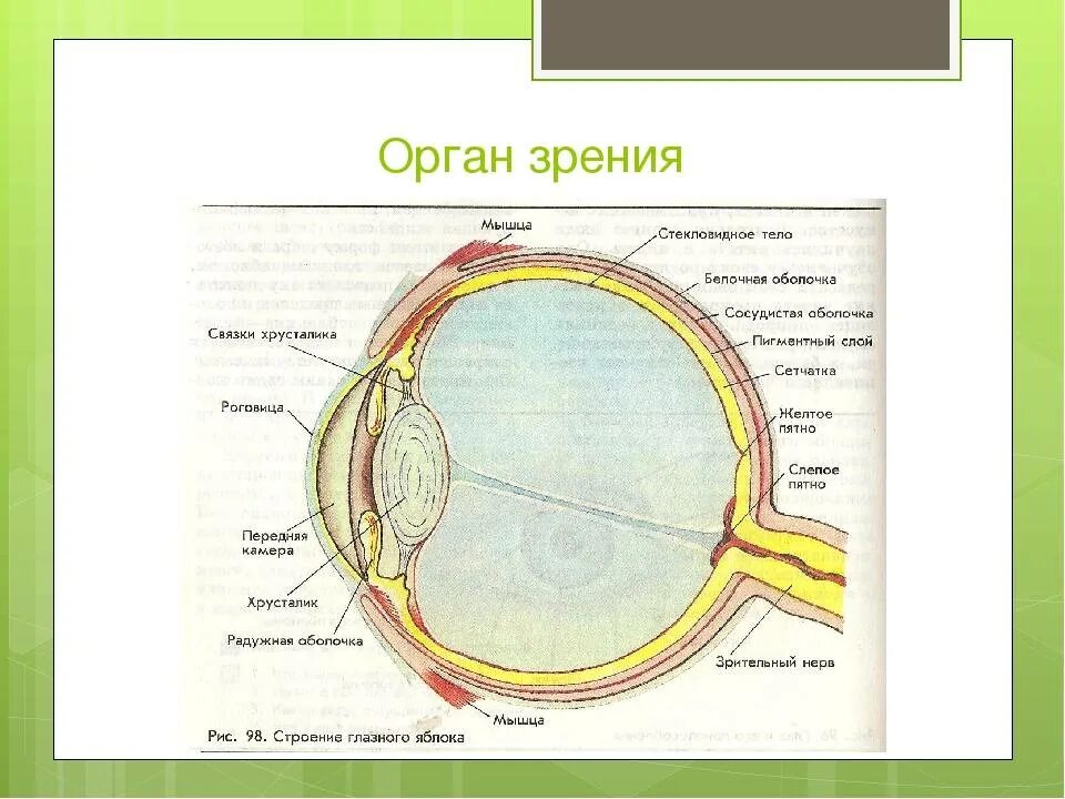 Глаз человека биология 8 класс. Глазной анализатор строение рисунок. Орган зрения анализатор анатомия человека. Орган зрения анатомия строение. Строение анализатора органа зрения.