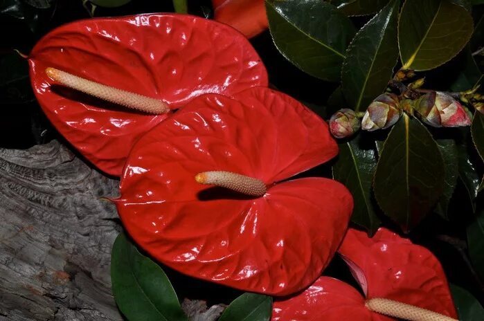 Калла цветок красного цвета. Антуриум красные каллы. Красный цветок похожий на каллу. Комнатный цветок с красными каллами. Комнатный цветок с красными цветами похожими на каллы.