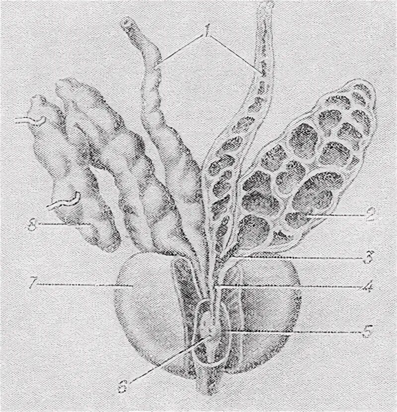 Простата семенные пузырьки анатомия. Семенные пузырьки (vesicula seminalis. Vesicula seminalis анатомия. Семявыносящий проток анатомия.