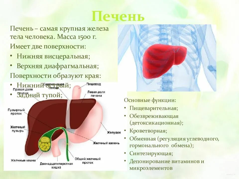 Печень особенности строения и функции. Функции печени анатомия. анатомо физиологическое строение печени. анатомические особенности печени. печень конспект анатомия.