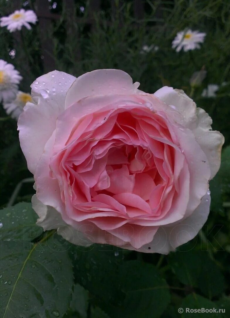 роза парково-кустовая rosa луис одьер. роза луис одьер. роза королевство грез фото. королевство роз волгоград каталог. сайт заказ роз королевство роз.