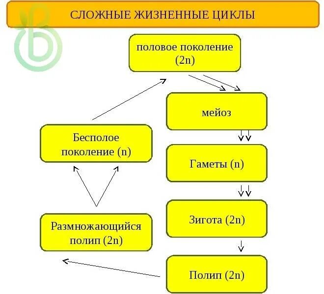 Сложный жизненный цикл. Сложные жизненные циклы в биологии. Жизненный цикл животных простой и сложный. Простые и сложные жизненные циклы схема.