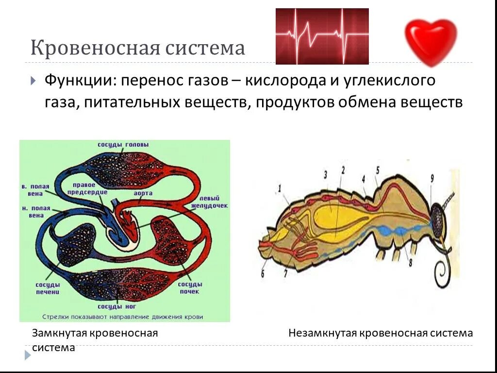 Органы животных 6 класс. Кровеносная система животных выполняет функции. Функции кровеносной системы животных. Кровеносная система функции системы. Система органов животных кровеносная система.