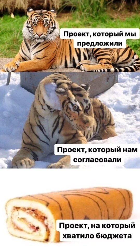 Чтобы еще нам придумать. Тигр рулет Мем. Тигр Мем. ЦИГР Мем. Мемы про тигров.