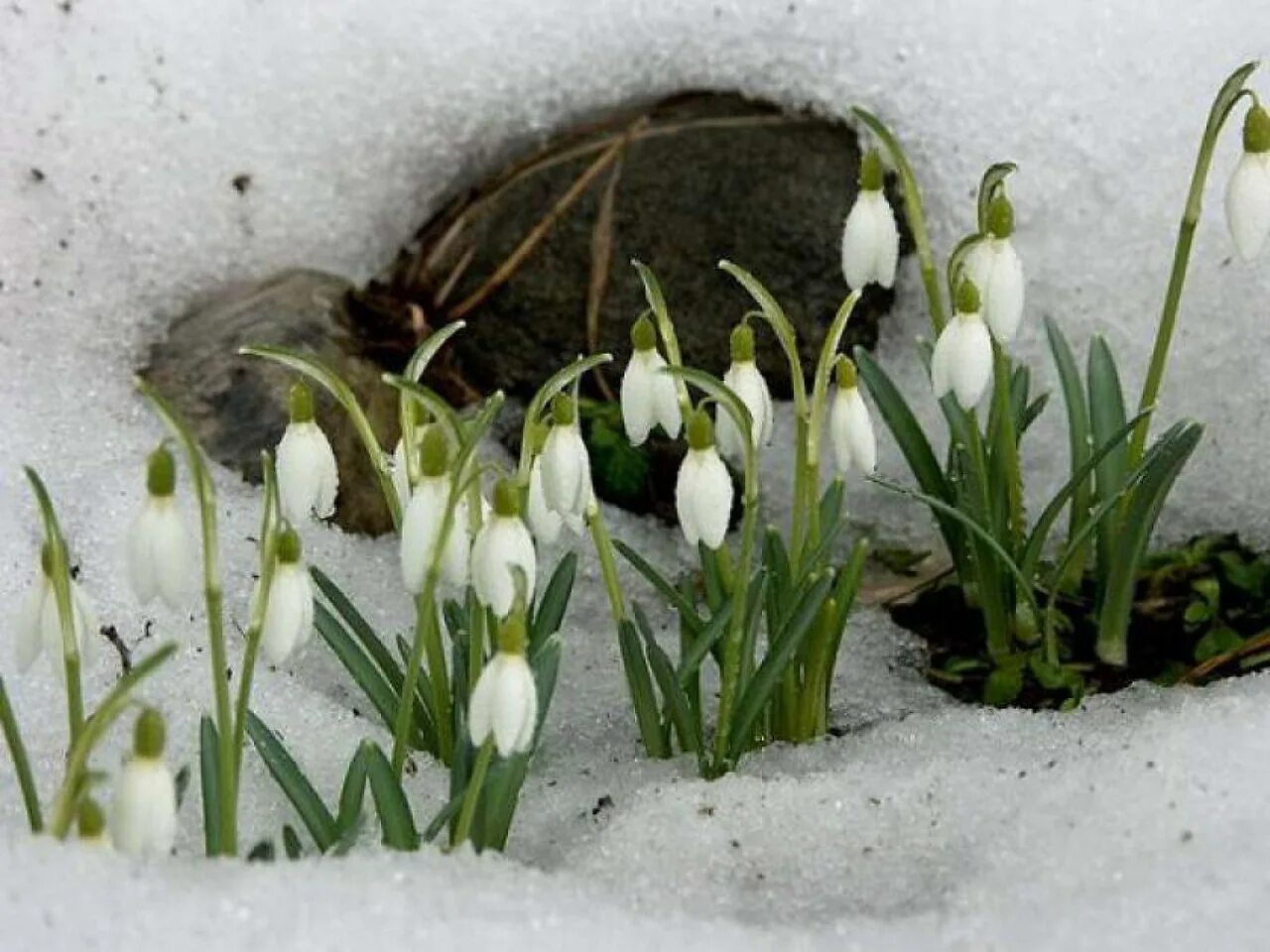 Пришел март наступает весенняя пора но холодная. Подснежники. Подснежники в снегу. Первоцветы на проталинах.