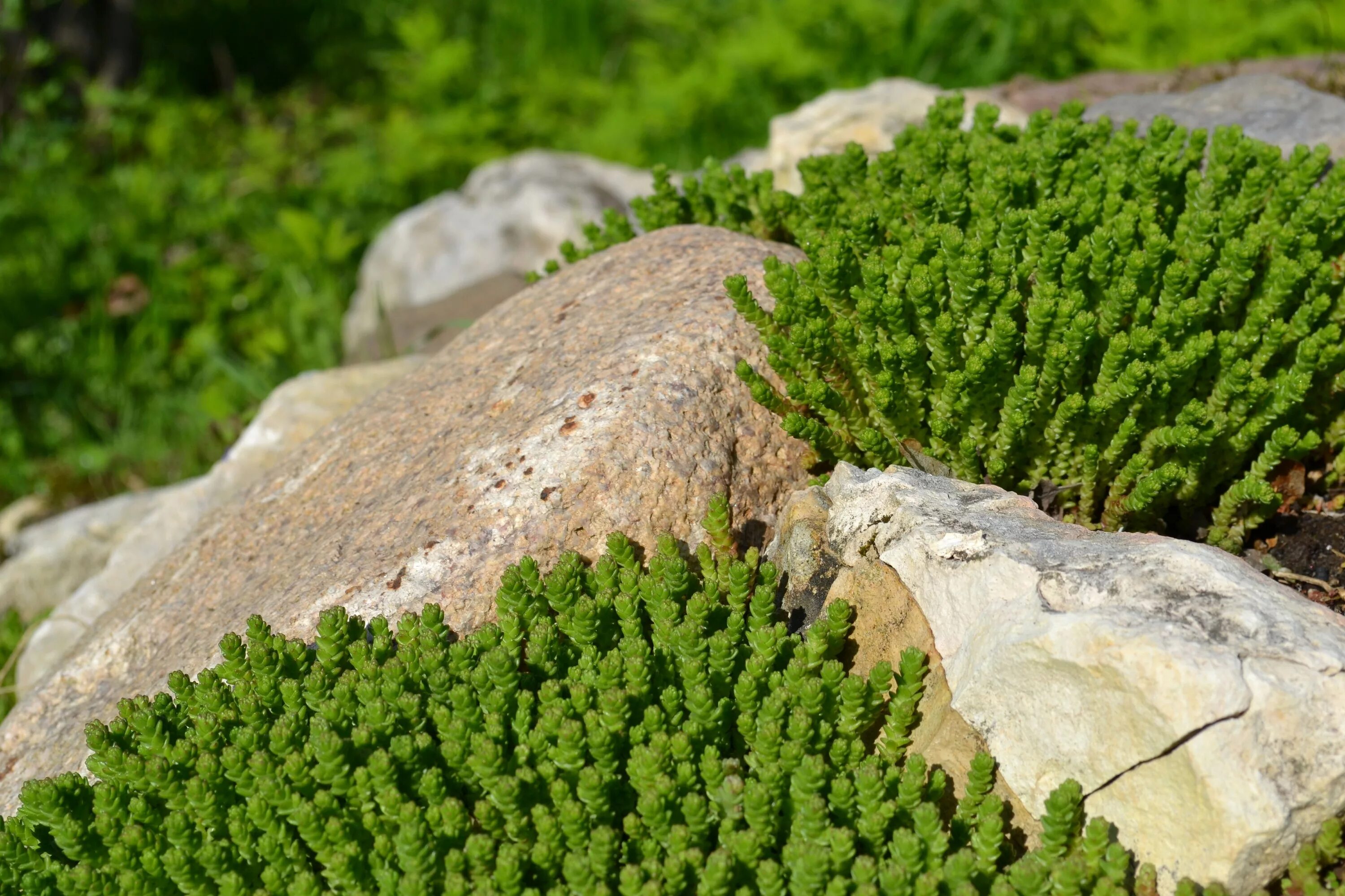 Растут на каменистых почвах. Мох камнеломка. Мшанка шиловидная 'Green Moss'. Камнеломка белая ландшафтный Горная сосна. Азорелла трехвильчатая (Azorella trifurcata):.