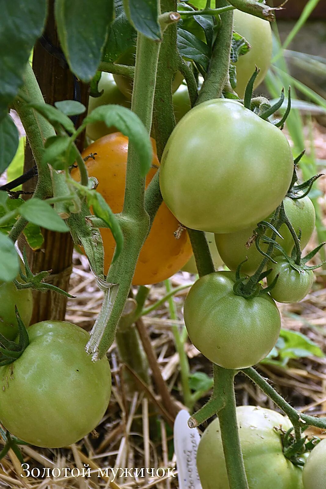 томат золотая буденовка f1 премиум сидс ц. помидоры мужичок. помидоры золотое веретено. томат золотой петушок. томат завидный холостяк f1 премиум сидс.