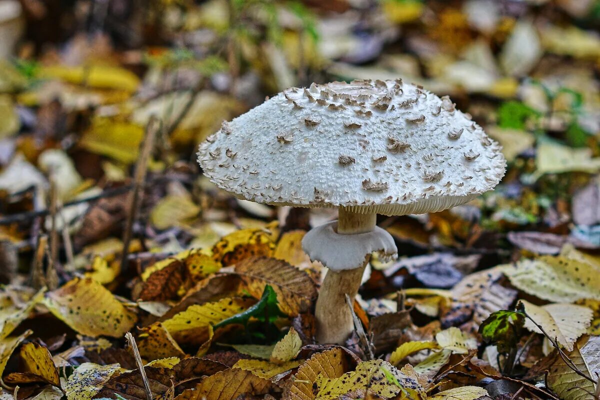 сонный гриб. мухомор среди грибов. гриб красавец предложение. гриб красавец предложение. гриб красавец предложение.