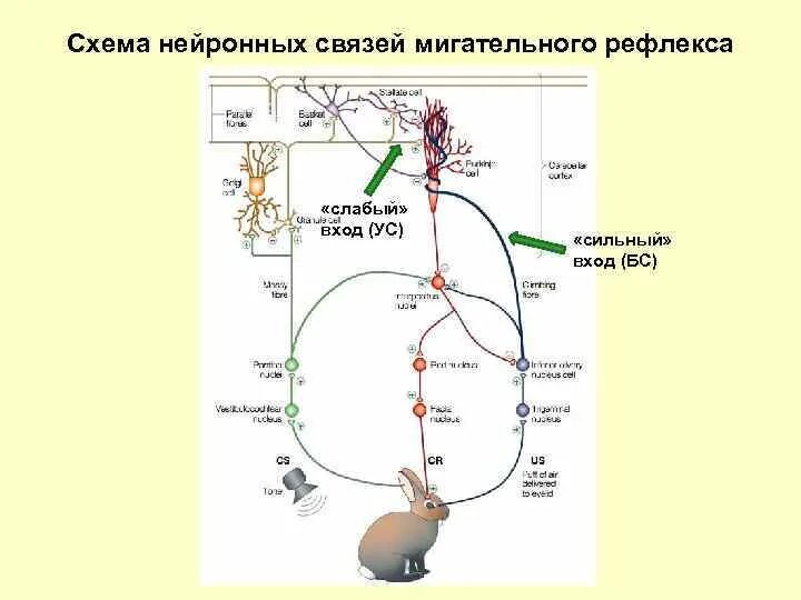 Получение мигательного рефлекса. Рефлекторная дуга условного мигательного рефлекса. Схема условного мигательного рефлекса. Схему рефлекторной дуги условного мигательного рефлекса. Рефлекторная дуга мигательного рефлекса обозначения.