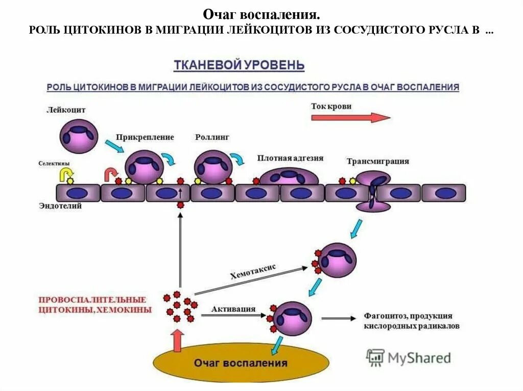 Воспаление фагоцитоз лейкоцит безразличный раздражитель микроворсинка. Механизмы эмиграции лейкоцитов в очаг воспаления. Эмиграция лейкоцитов в очаг воспаления. Миграция лейкоцитов в очаг воспаления. Стадии эмиграции лейкоцитов в очаг воспаления.