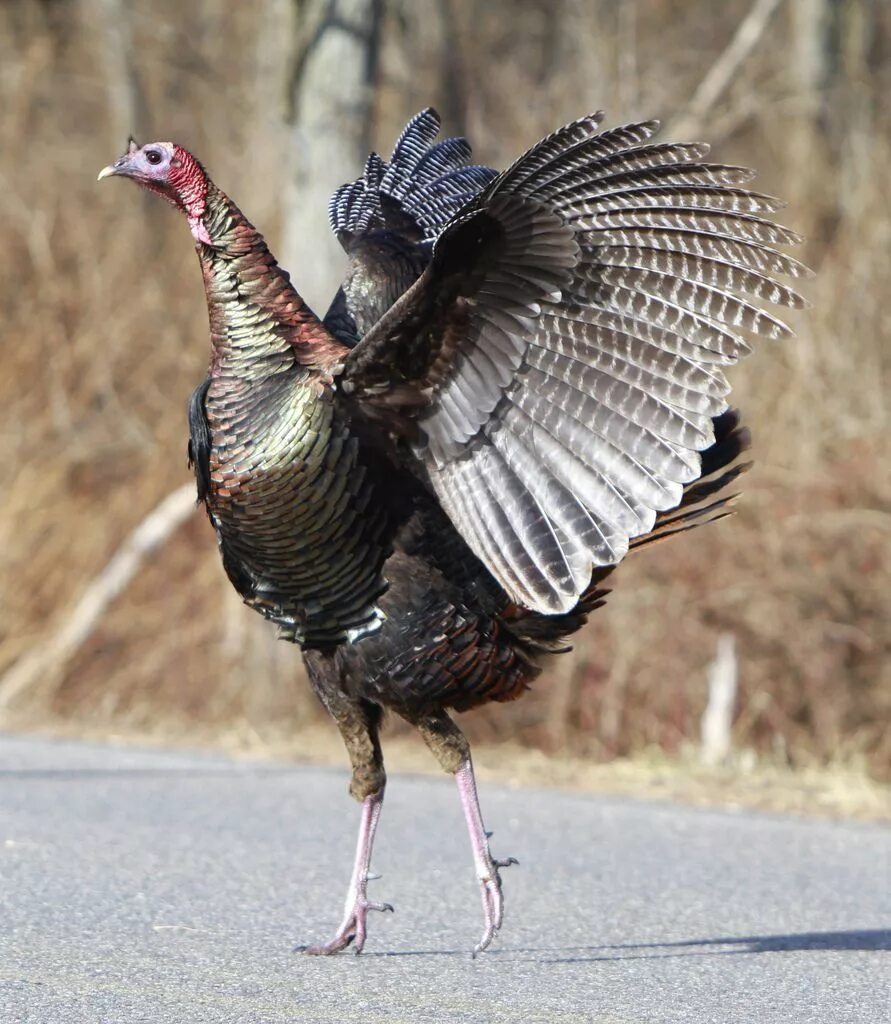 Индейка обыкновенная meleagris gallopavo. Дикий американский индюк. Wild Turkey индюк. Wild Turkey птица.