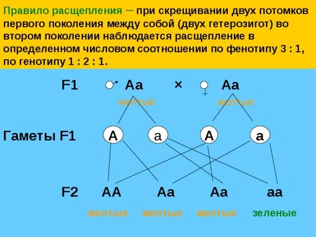 Схема моногибридного скрещивания двух гетерозигот. Моногибридное скрещивание АА АА. Моногибридное скрещивание 2 гетерозигот. Скрещивание гетерозигот по двум признакам.