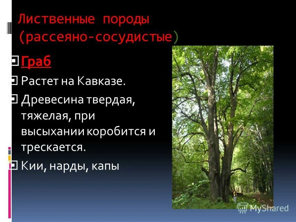 Лиственным породам относятся. Лиственные породы. Рассеянно сосудистая порода древесины. Рассеяннососудистые лиственные породы деревьев. Сосуды лиственных пород.