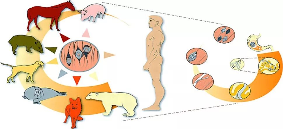 Трихинеллез животных и человека. Профилактика глистных инвазий трихинеллез. Трихинелла пути заражения. Трихинеллез животных Ветеринария.