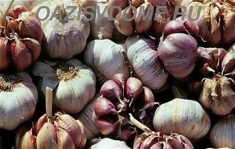 Чеснок озимый какой сорт лучше. Чеснок озимый какой сорт лучше