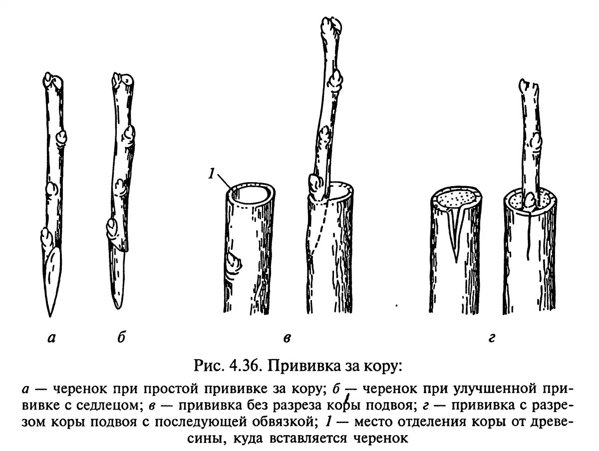 Прививка яблони за кору. Способы прививки плодовых деревьев окулировка. Прививка яблони подвой привой. Черенки подвоев яблони. Весенняя прививка плодовых деревьев черенком.