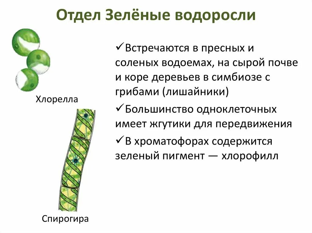 Строение водорослей 5. Отдел зеленые водоросли. Отдел зеленые водоросли общая характеристика. Отделы водорослей 5 класс. Строение водорослей 5 класс.