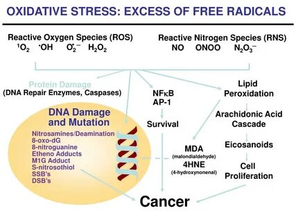 Oxidative stress