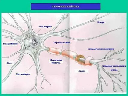 Тела и дендриты нейронов образуют вещество