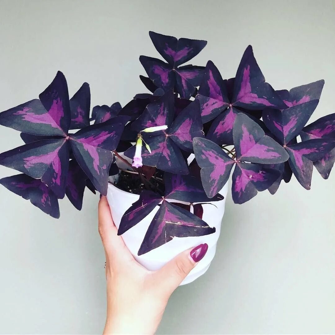 Кислица оксалис. Оксалис Триангулярис. Кислица треугольная (Oxalis triangularis). Кислица фиолетовая оксалис. Домашние цветы бабочки