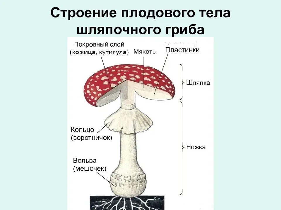 Главная часть любого гриба. Строение шляпочного гриба мухомора. Грибы строение шляпочных грибов. Строение шляпочного гриба основные части. Строение шляпочного гриба 5 класс биология.