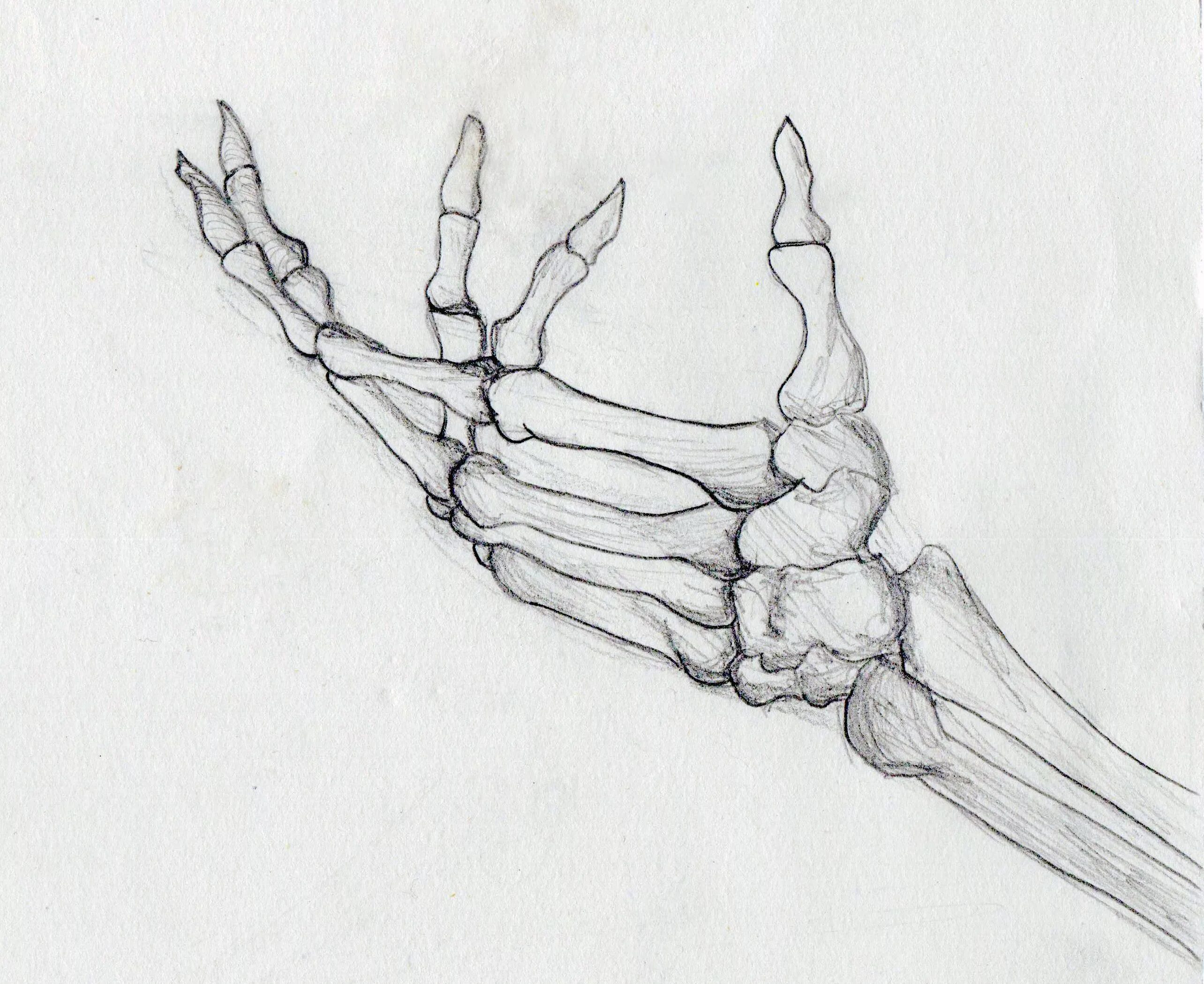 Skeleton hands