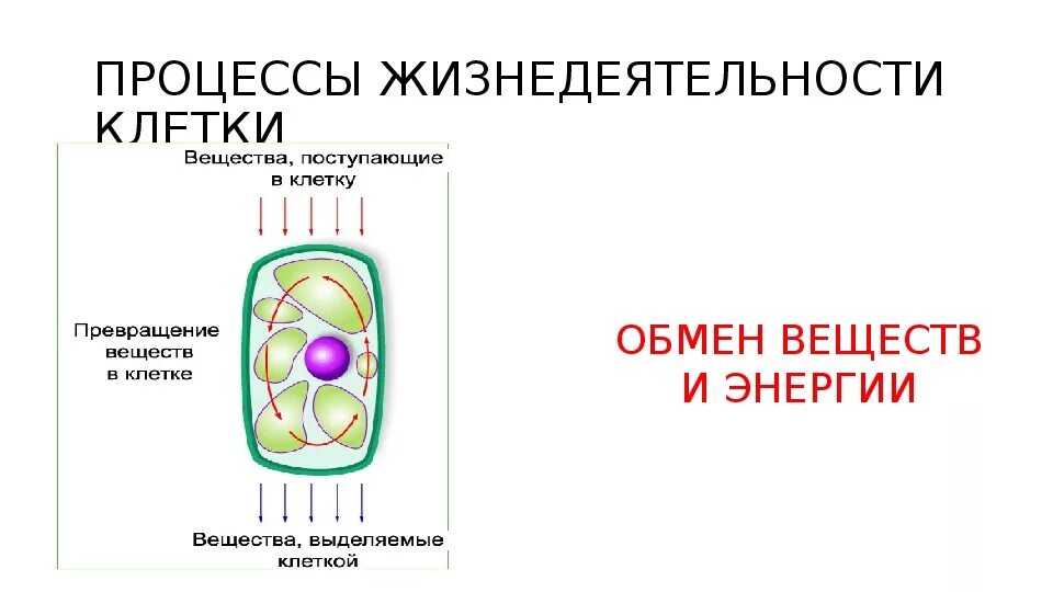 Процессы жизнедеятельности клетки. Процессы жизнедеятельности в клетк. Процессы жизнедеятельности клетки растений. Жизнедеятельность клетки процессы жизнедеятельности. В процессе жизнедеятельности клетки используют энергию