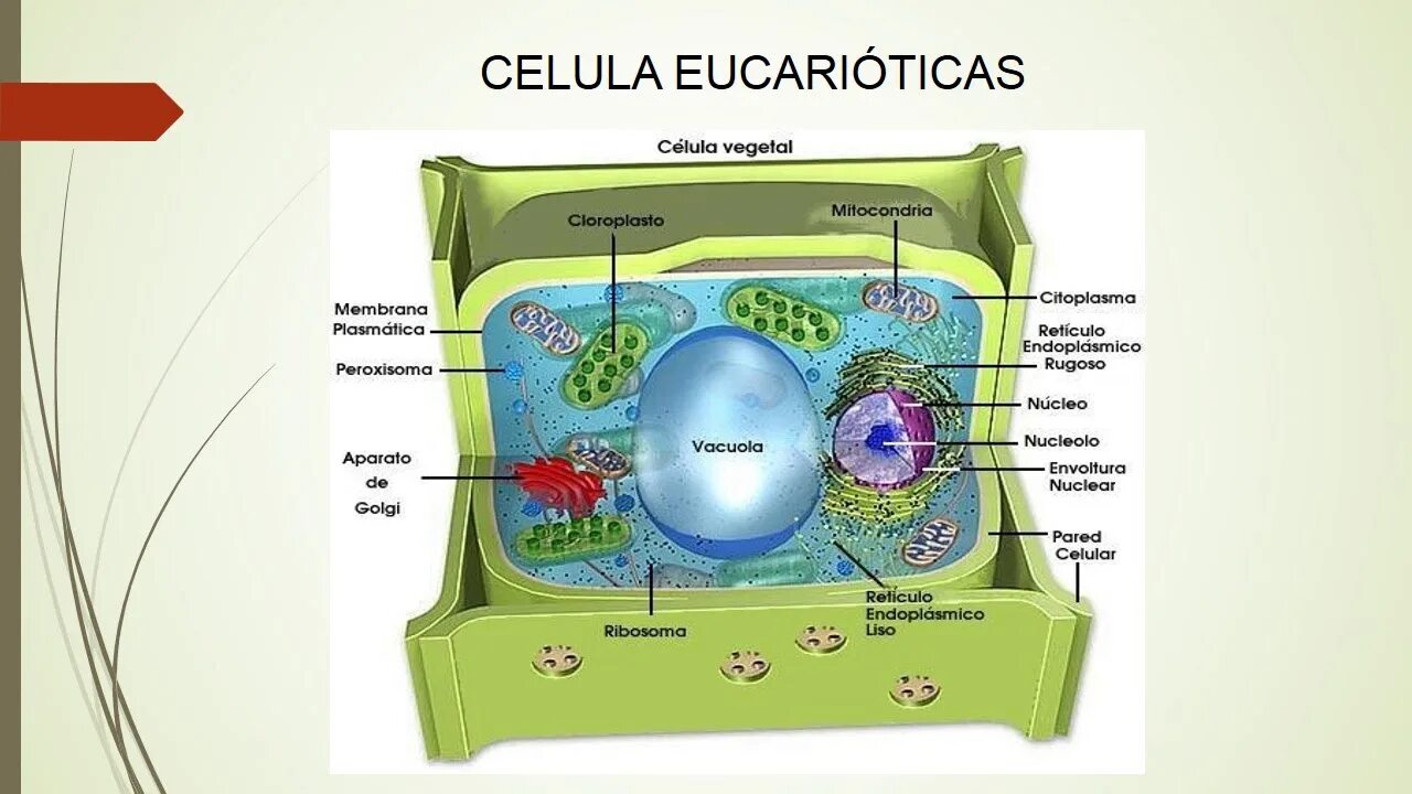Имеет ли растительная клетка вакуоль. Вакуоль растительной клетки. Вакуоль фото. Peroksizom. Вакуоль растительной клетки фото.