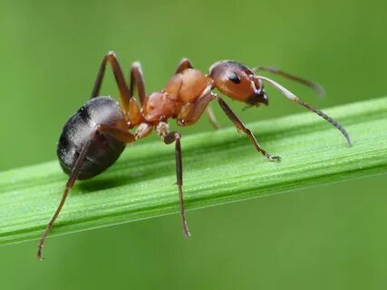 Donmatias ant