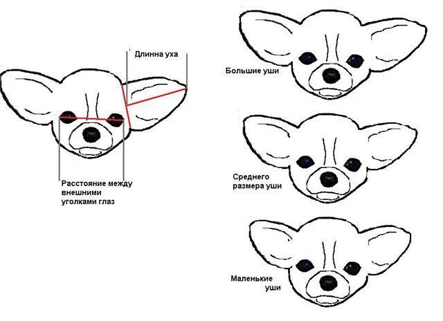 Почему упали уши у. Чихуа стандарт породы уши. Чихуахуа голова строение. Стандарт головы чихуахуа. Щенки чихуахуа стандарт.