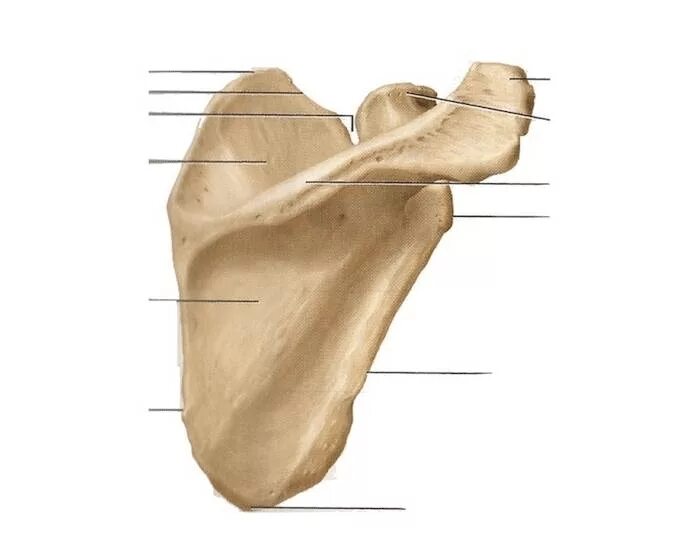 Лопаточная кость анатомия человека. Лопатка анатомия Синельников. Лопатка scapula. Лопаточный хрящ анатомия.