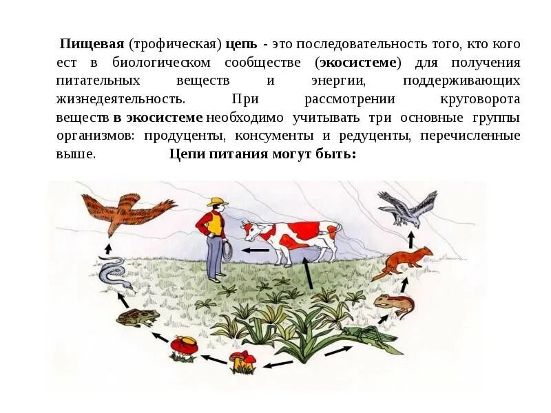 Потребителями могут быть в пищевой цепи