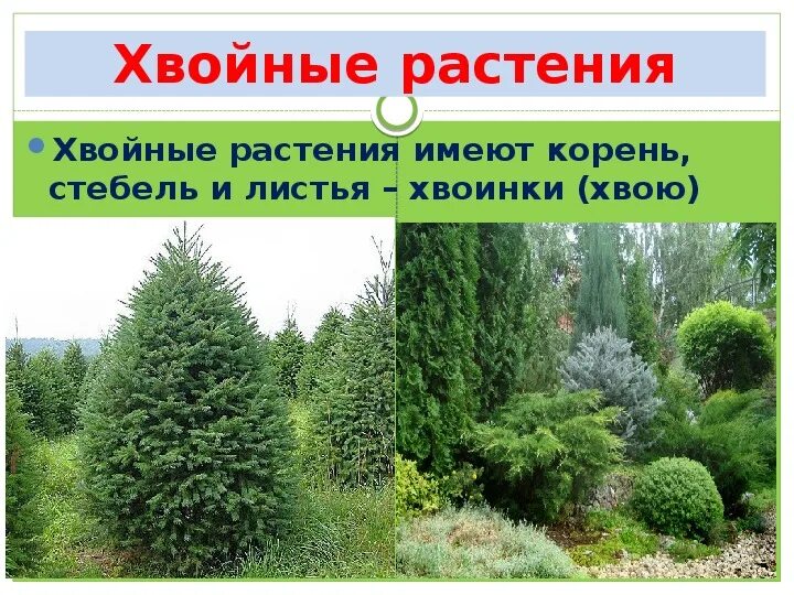 5 примеров хвойных растений Класс хвойные