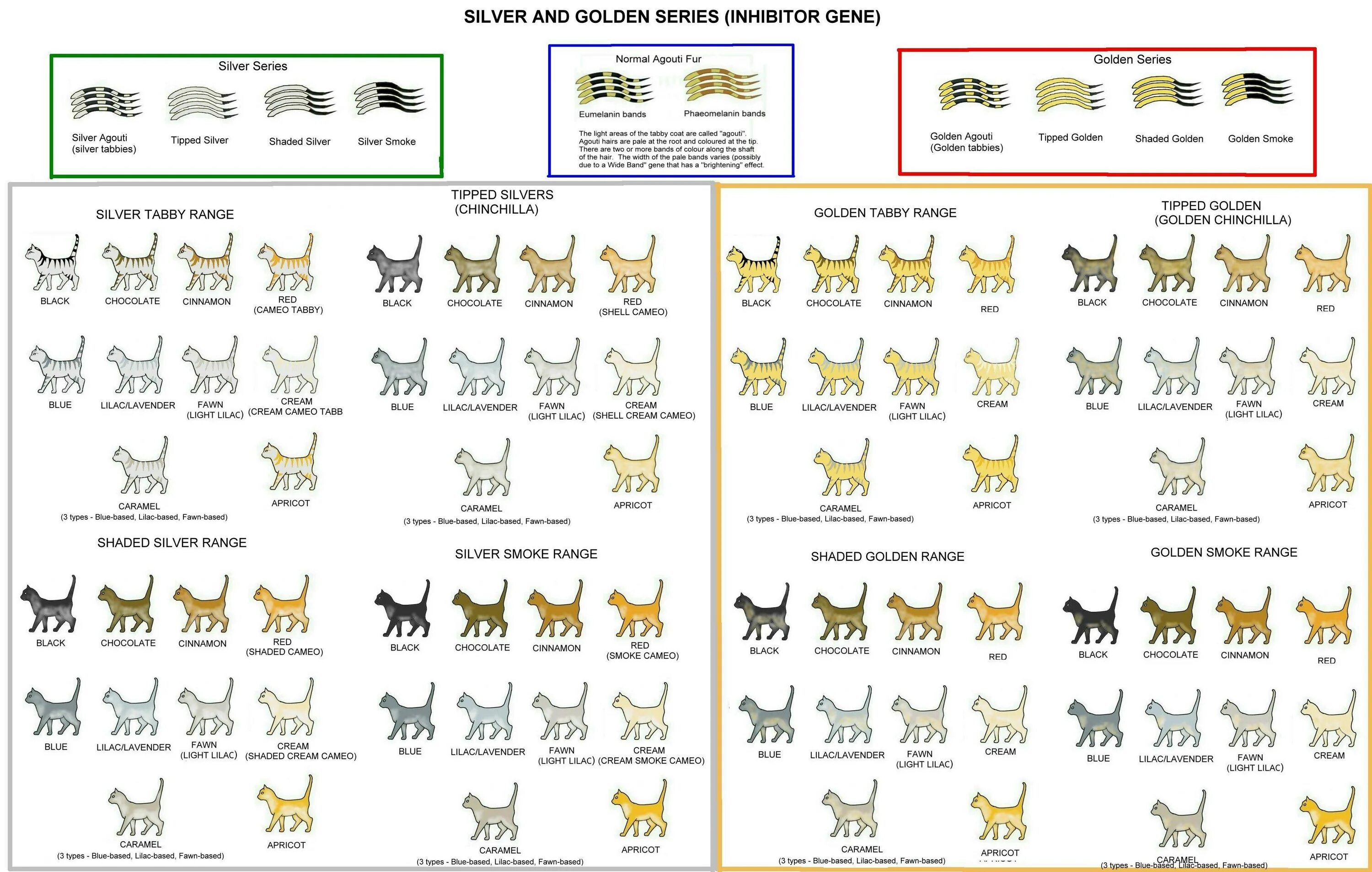 Окрас и тип шерсти кошек. Типы окраса шотландских кошек табби. Окрасы британских кошек таблица обозначений. Окрас кошек табби схема. Таблица генетики окрасов шотландских кошек.