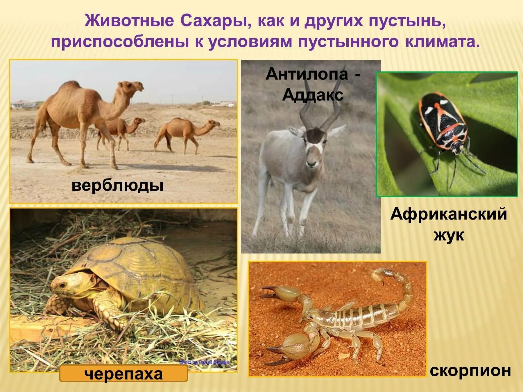 Какое приспособление существует у животных пустынь. Пустыни и полупустыни африки животные. животный мир пустынь тропических пустынь африки. обитатели зоны пустынь. типичные животные пустынь.