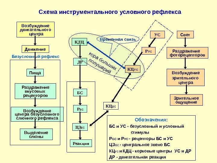 Схема инструментального условного рефлекса. Инструментальный условный рефлекс. Оперантные условные рефлексы образования и их. Классификация рефлексов схема.