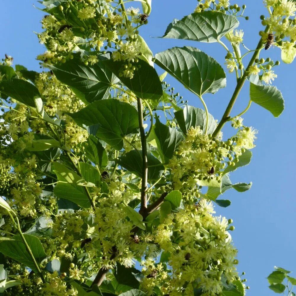 Липа сердцелистная. Липа сердцелистная (Tilia cordata). Липа мелколистная цветение. Липа крупнолистная Рубра.