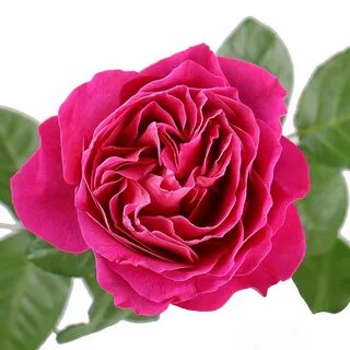 Katie's rose