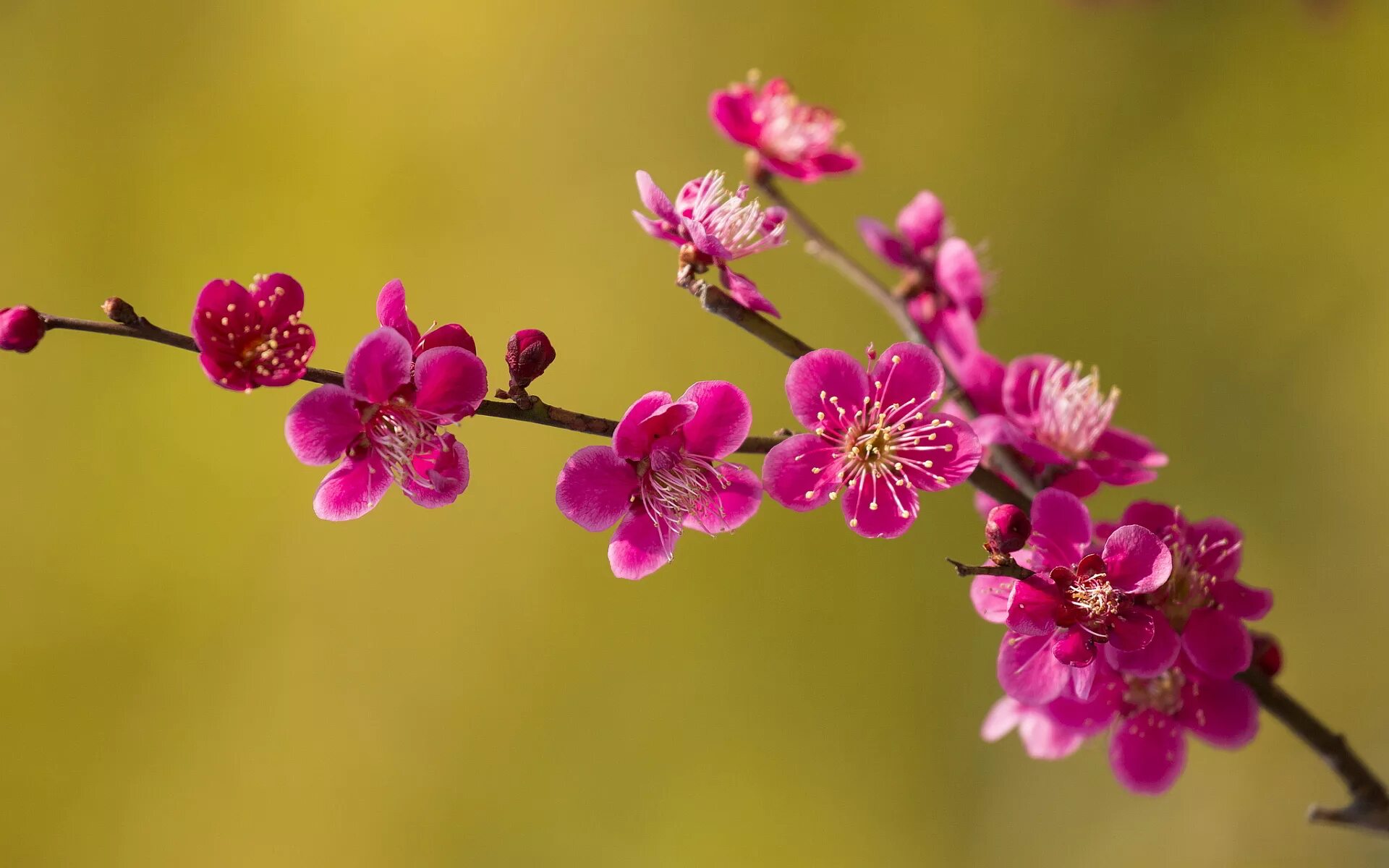 Весенние обои на рабочий стол. Blossom me