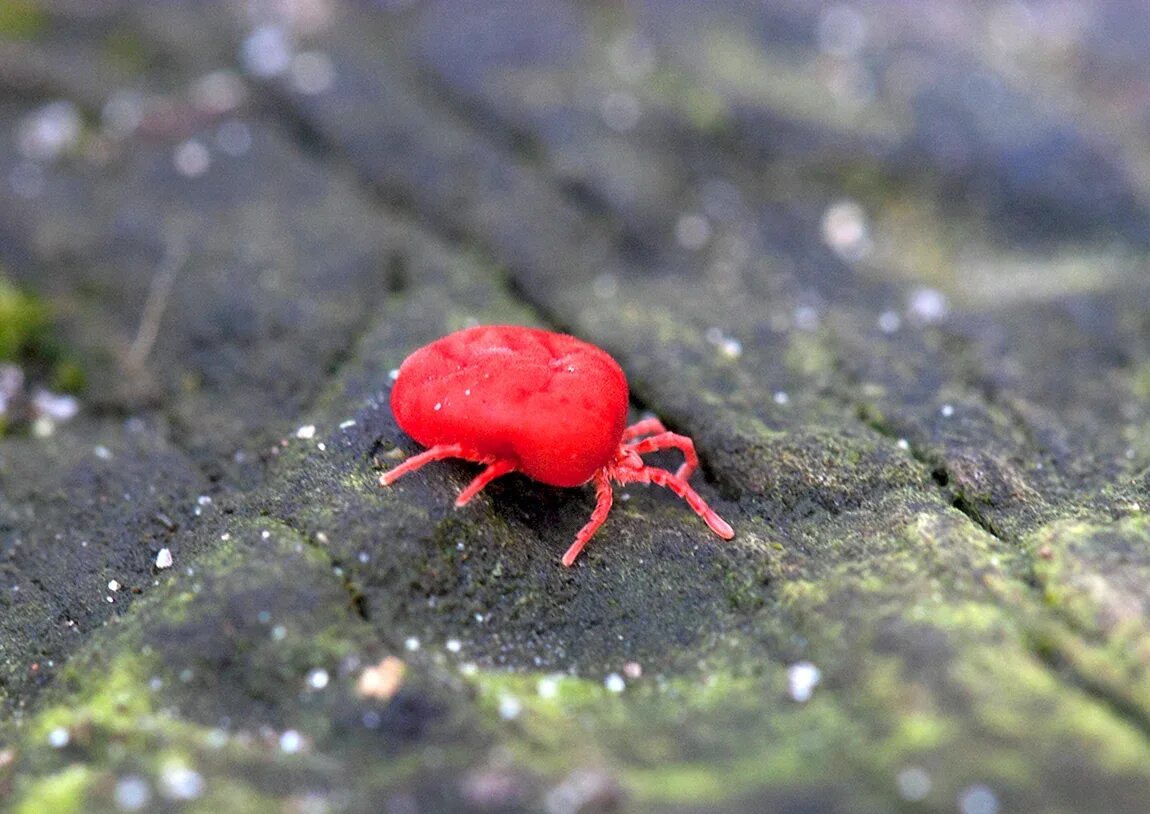 маленький красный жук. паук краснотелка. клещ краснотелка маленький. крошечный красный. бархатный клещ краснотелка.