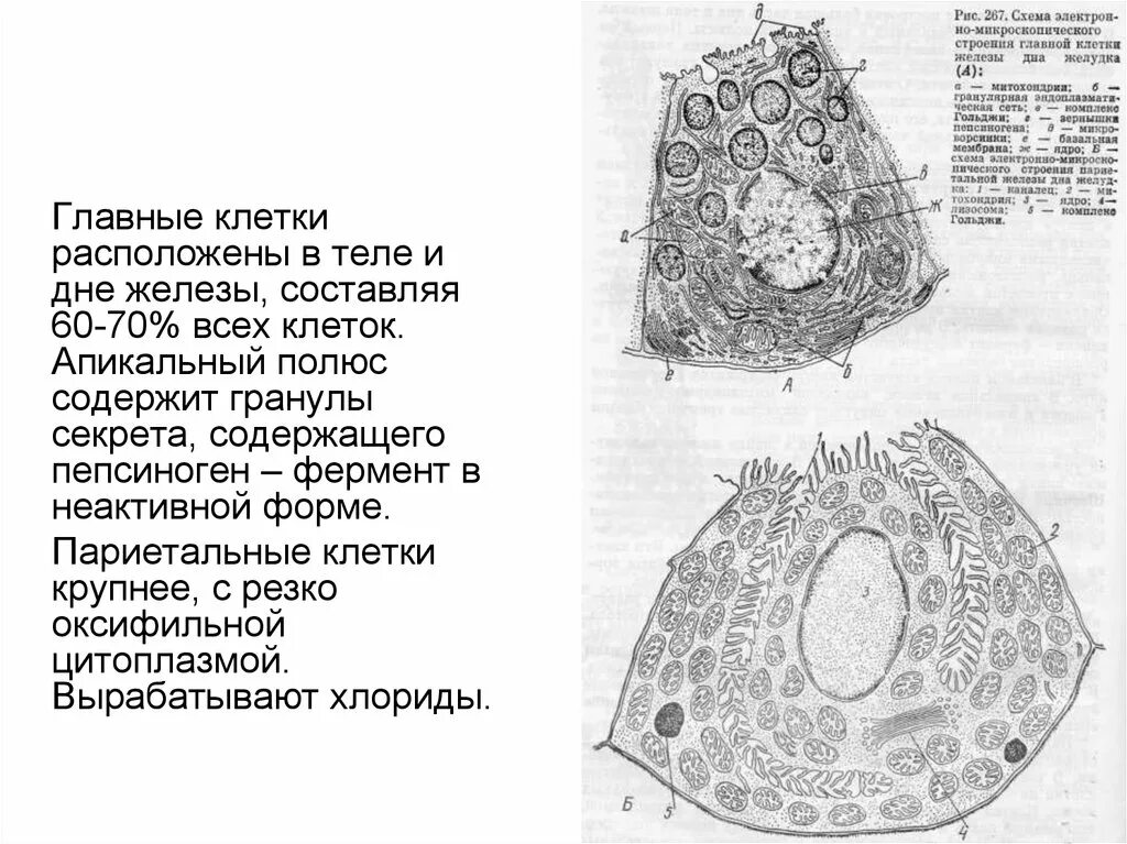 Перед вами изображение фрагмента клетки полученное методом. Миоэпителиальные клетки слюнных желез. клетки исчерченных протоков слюнных желез. строение слюнных желез гистология. клетка железа.