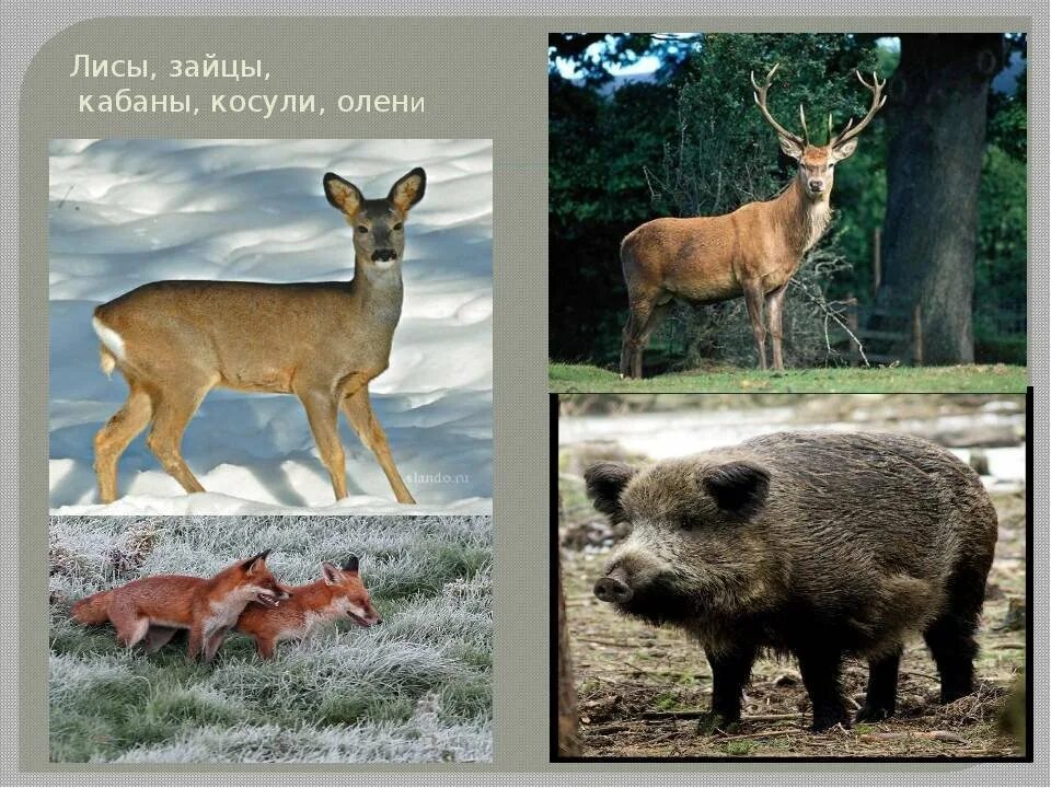 Кабаны олени косули. Лось и косуля. Лань даниэль. Изюбрь, соболь, косуля. Лось олень косуля.