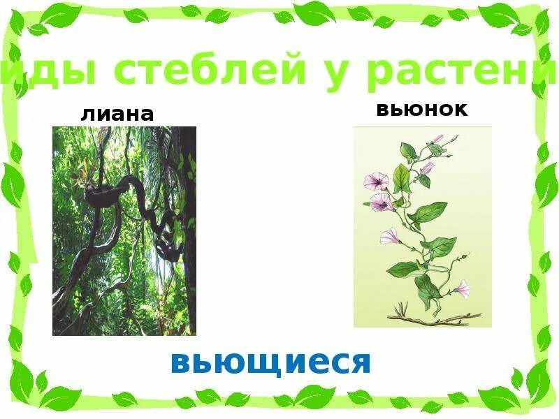 Заполните таблицу стебель прямостоячий вьющийся. Вьющиеся стебли. вьющийся стебель растения. стебель лианы. растения с вьющимся стеблем.