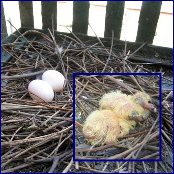 Сколько дней курица высиживает яйца до цыпленка. Горлица высиживает яйца. Гнездо для квочки с цыплятами. Голубь высиживает яйца. Высиживание яиц голубями.