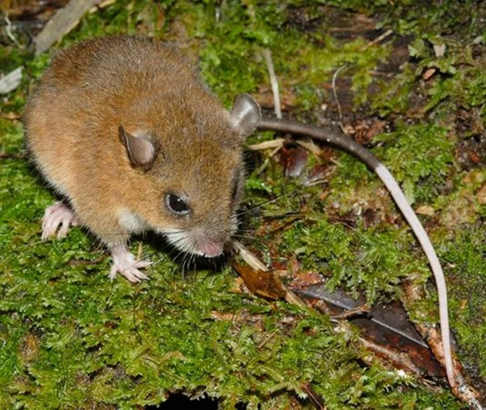 Зверек похожий на большой. Длиннохвостая мышовка. Землеройковые крысы. Paucidentomys vermidax. Лесная мышовка.